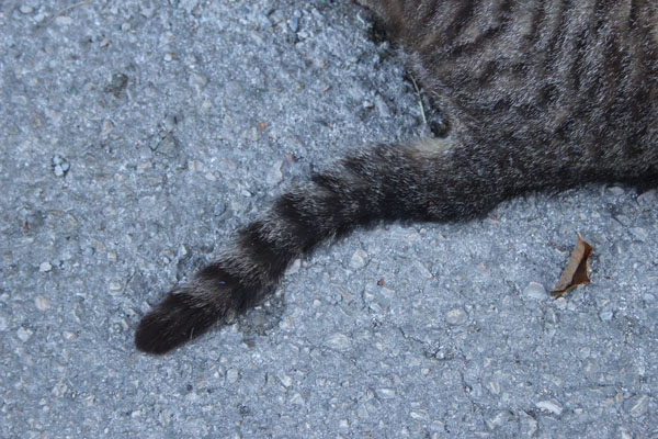 Gatto selvatico?