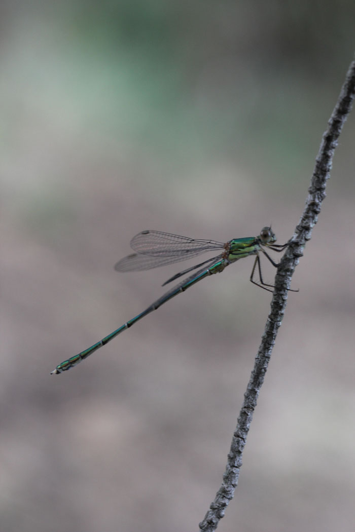 Chalcolestes viridis o parvidens  e  Coenagrion cfr. caerulescens
