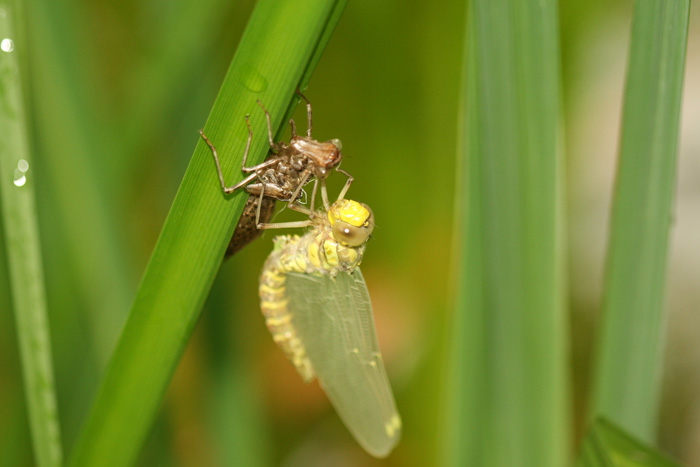 altra libellula: Aeshna cyanea