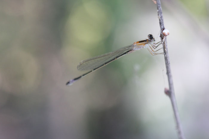 nord grecia: Ischnura elegans