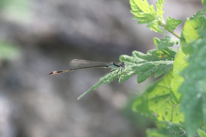 nord grecia: Ischnura elegans