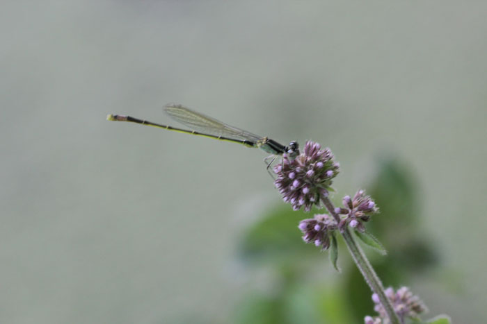 nord grecia: Ischnura elegans