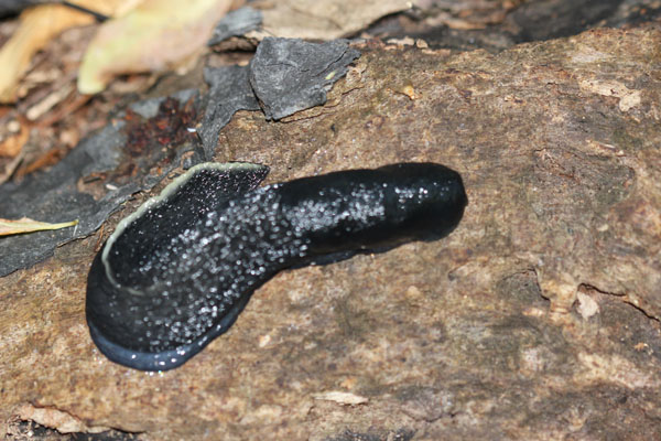 Limax cinereoniger (?) da montenegro