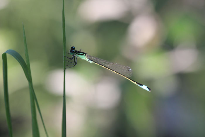 nord grecia: Ischnura elegans