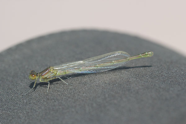 nord grecia: Erythromma viridulum