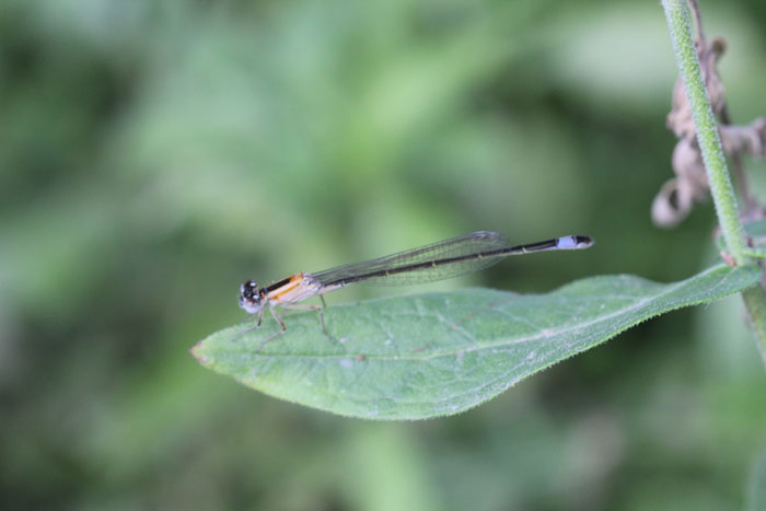 nord grecia: Ischnura elegans