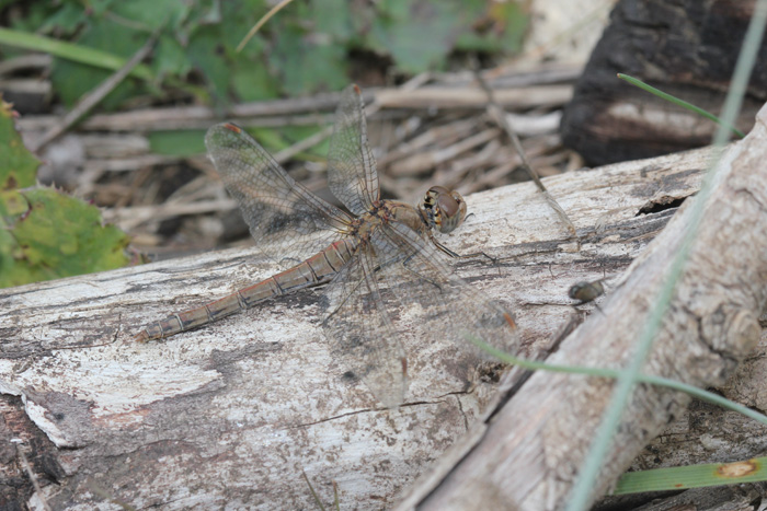 Chalcolestes, cf. parvidens e Sympetrum striolatum (femmine)