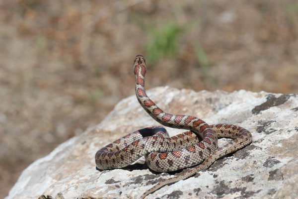 Colubro leopardino (Zamenis situla)