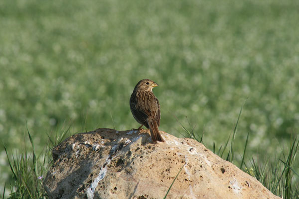 Aiutino