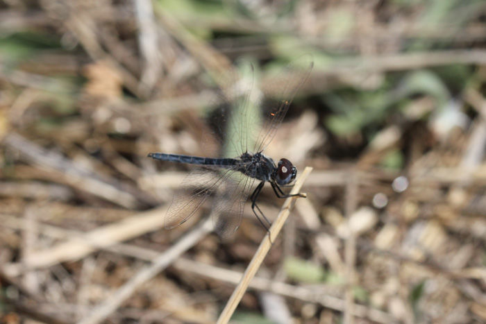 riconoscimento: Selysiothemis nigra