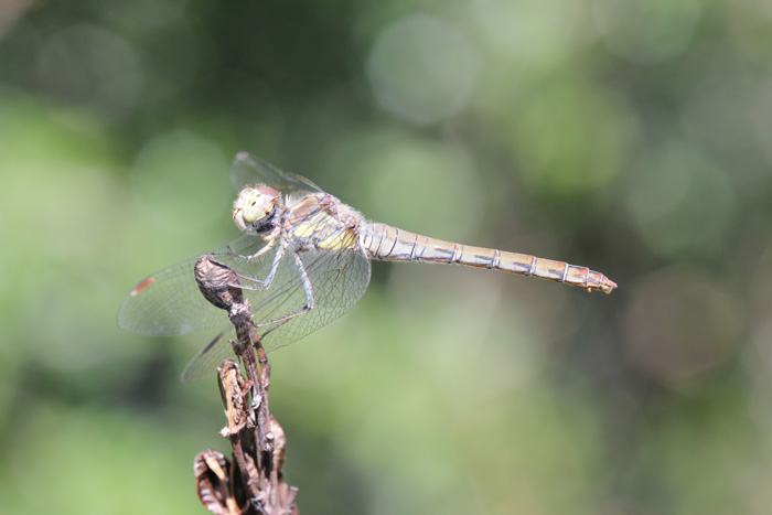 Gargano: Sympetrum striolatum