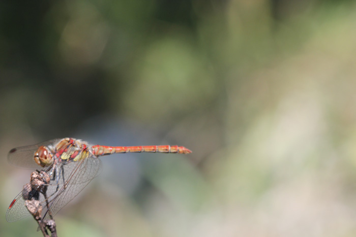 Gargano: Sympetrum striolatum
