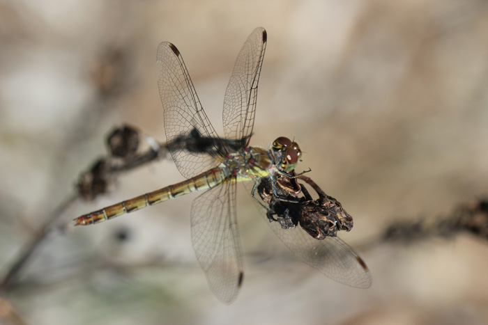Gargano: Sympetrum striolatum