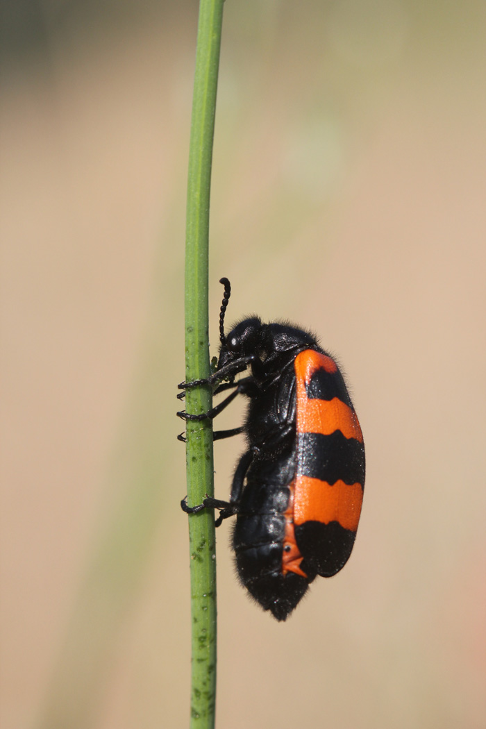 Meloidae greco da ID: Mylabris sp.?