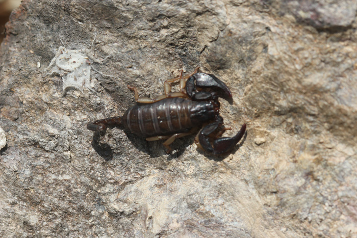 Euscorpius sp - nord della Grecia