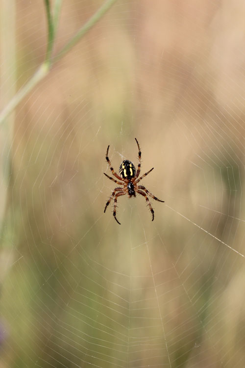 Neoscona adianta - Noci (BA)