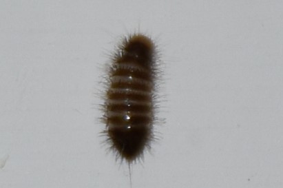 Hypera  postica (Curculionidae)  e larva di Dermestidae