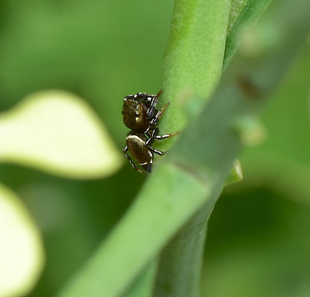 Ragno color bronzeo: Heliophanus sp. - Firenze