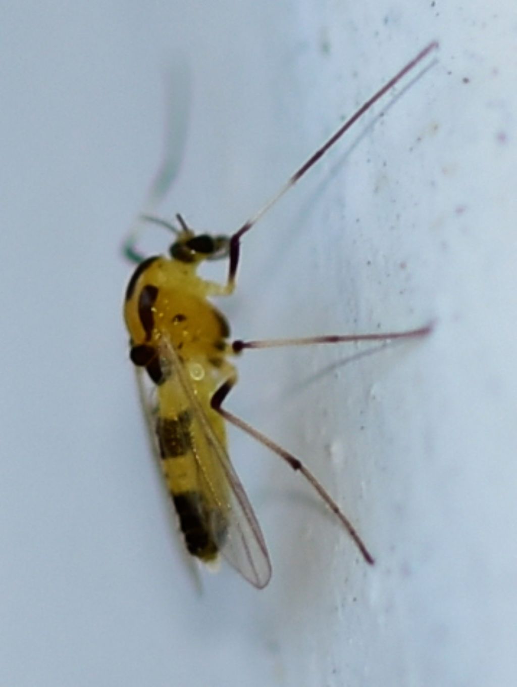 Zanzara? No, cfr. Anisopodidae sp.