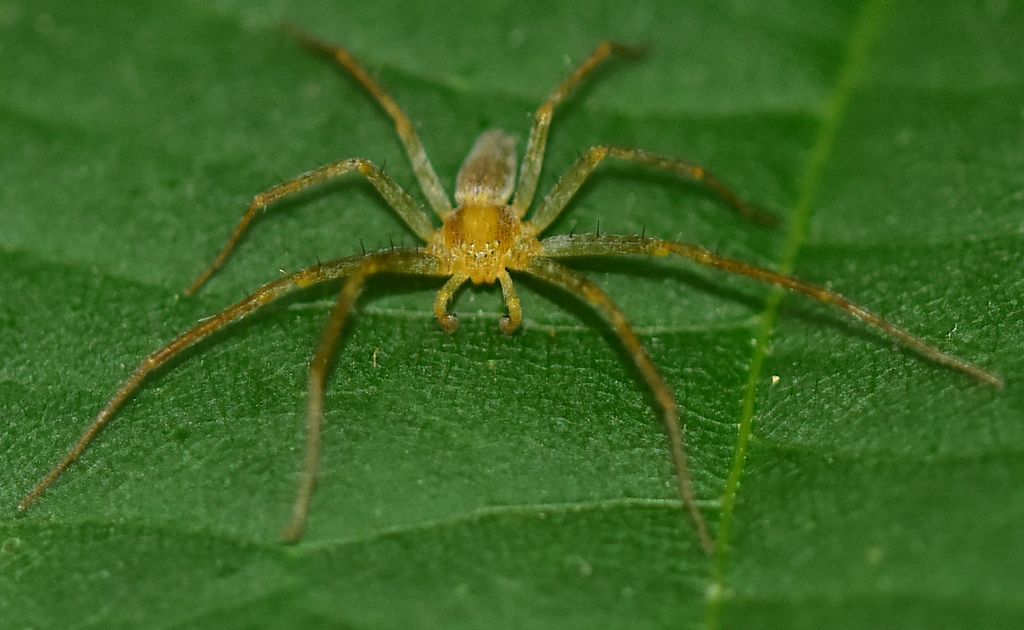 Philodromus sp., maschio - Firenze