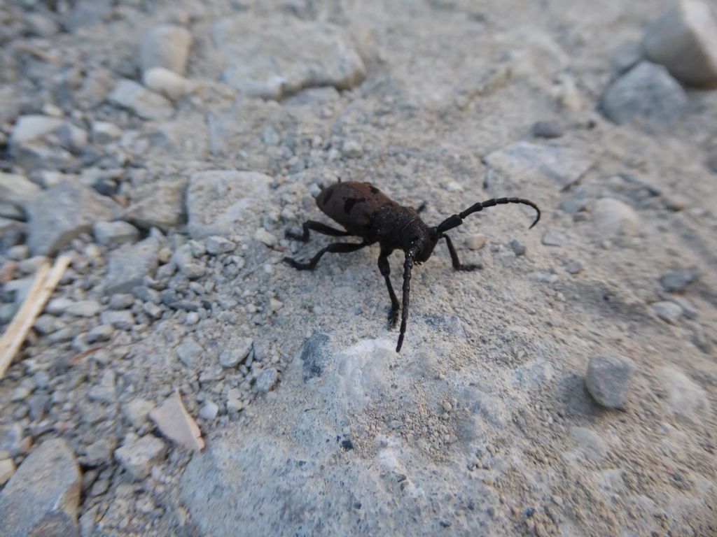 Cerambycidae: Morimus asper? No, Herophila tristis, maschio