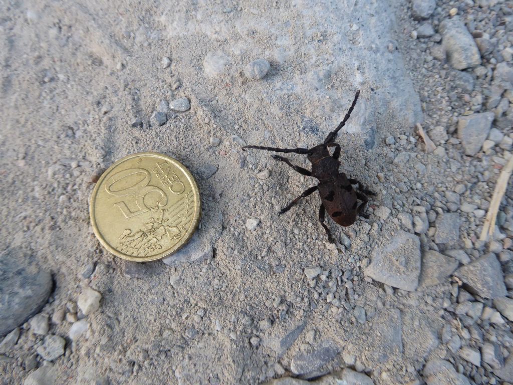 Cerambycidae: Morimus asper? No, Herophila tristis, maschio