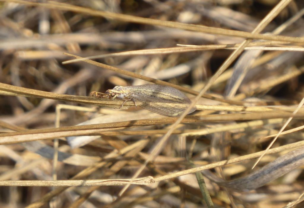 Formicaleone ID:   Macronemurus appendiculatus