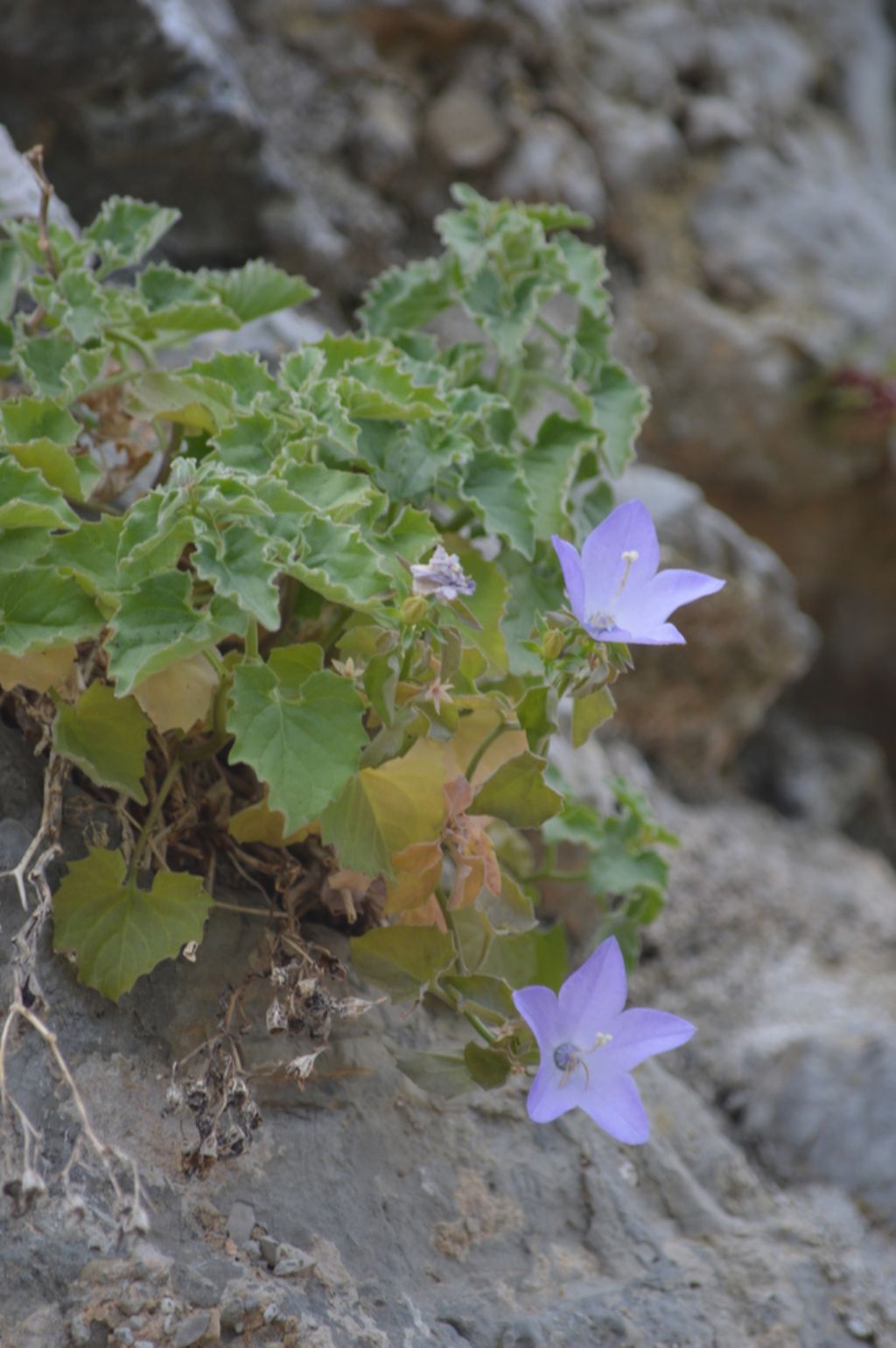 Campanula isophylla?  S !