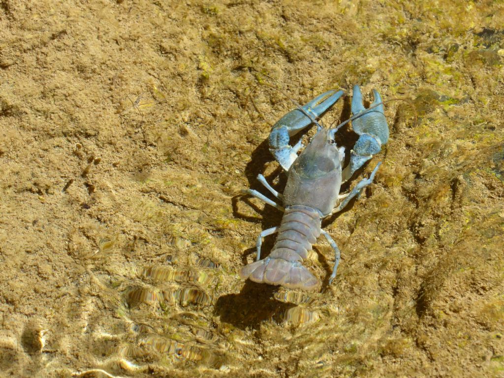 Gambero di fiume