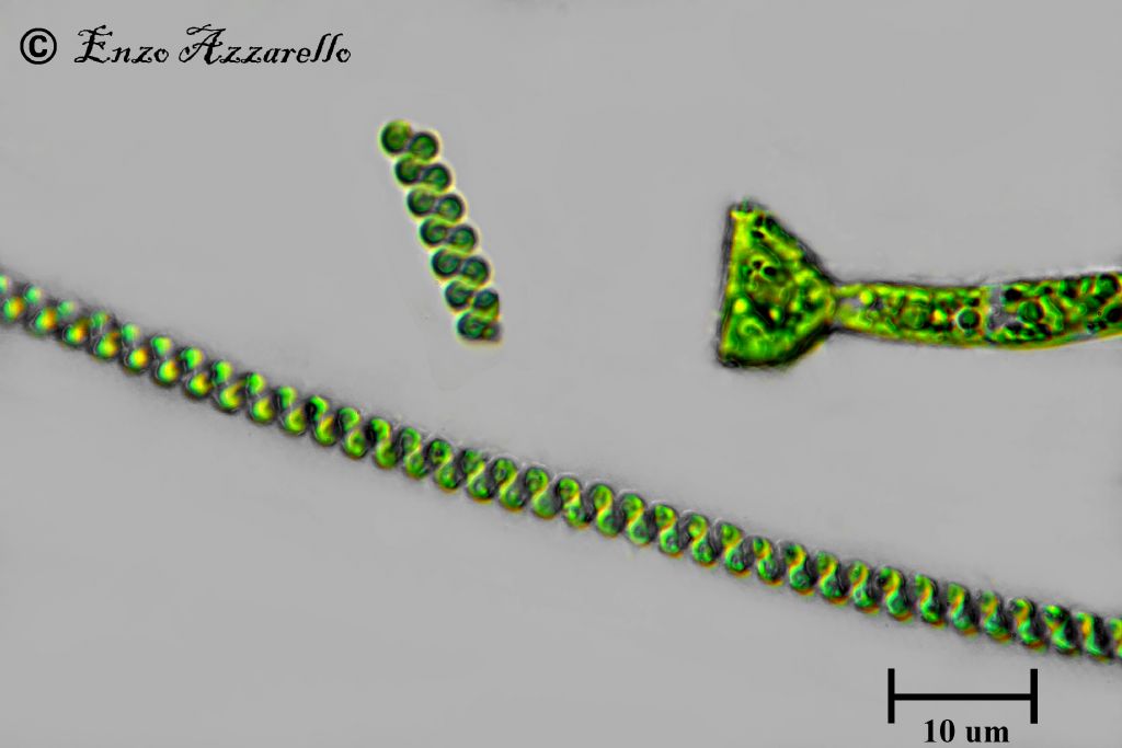 Spirulina