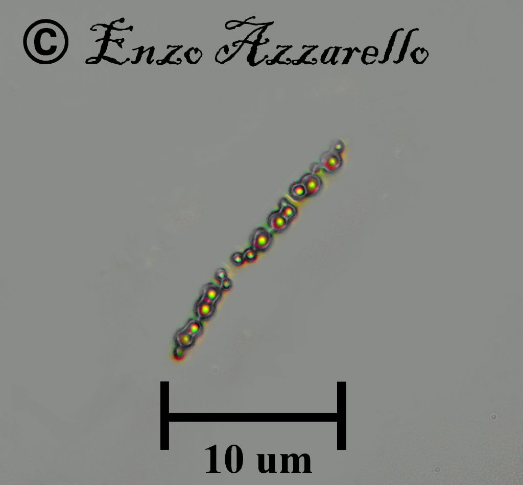Aiuto identificazione