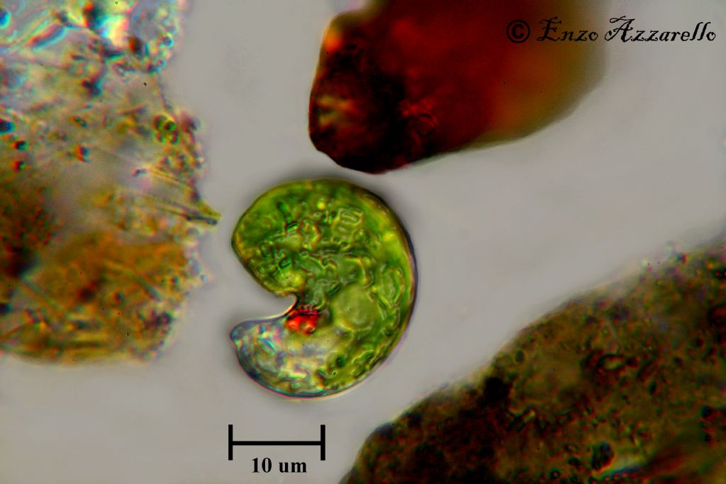 Euglena - foto e video
