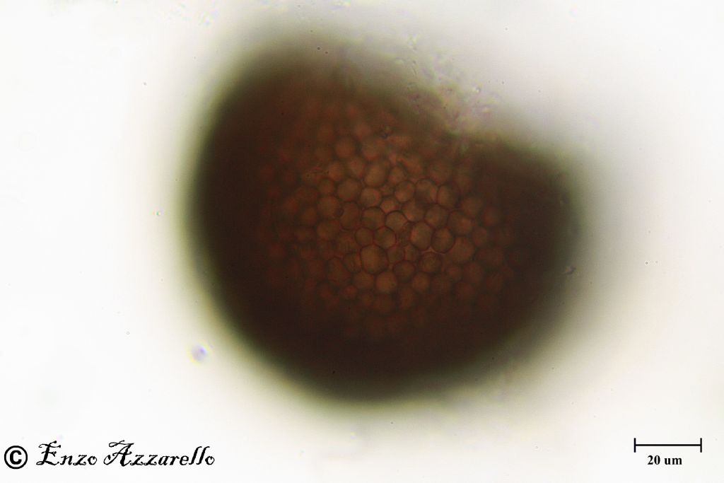 Muffa del riso e del pane - Rhizopus