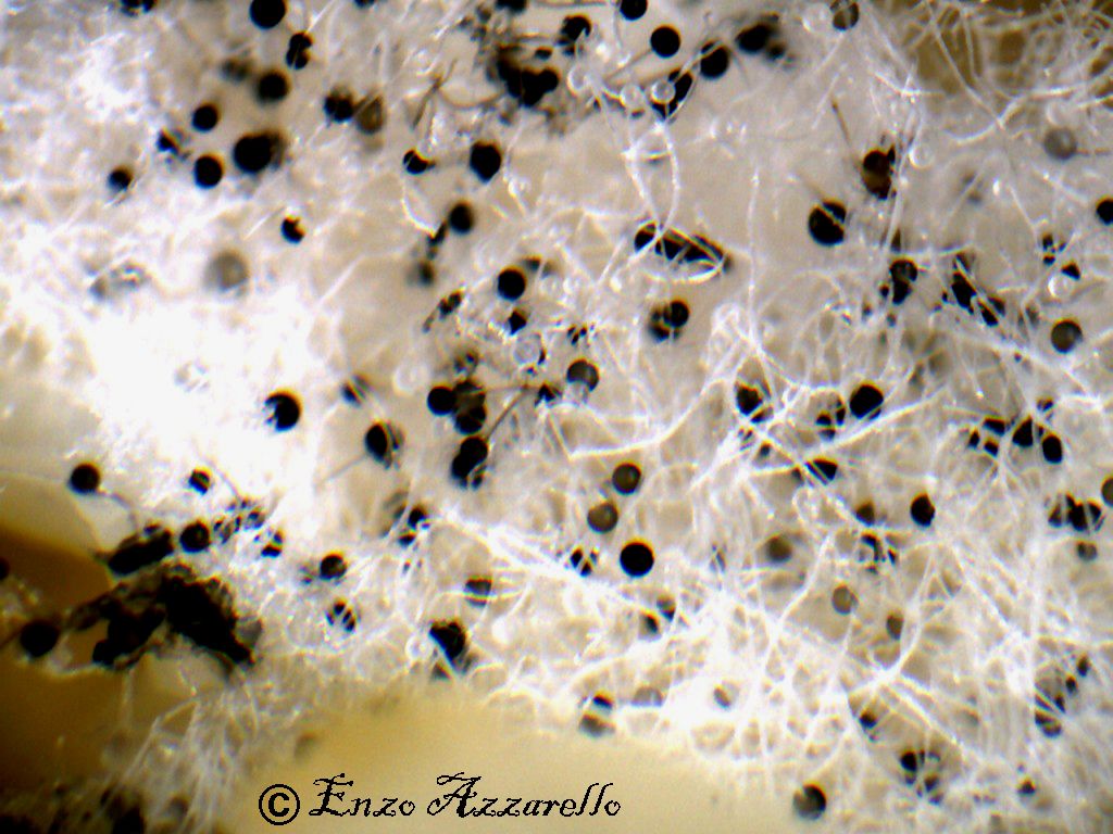 Muffa del riso e del pane - Rhizopus