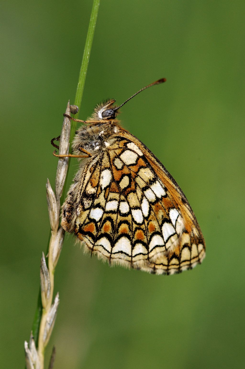 Melitaea (credo) da identificare