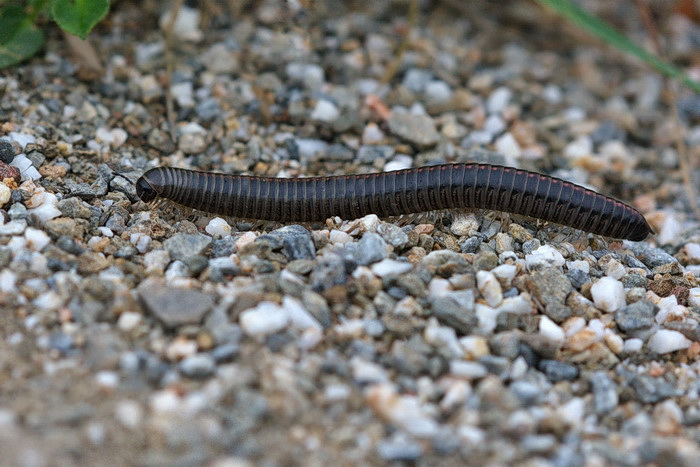 identificazione Diplopode