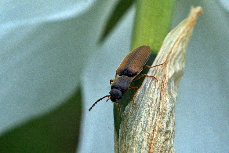 Elateridae: cfr. Agriotes acuminatus