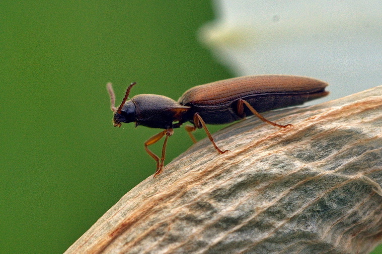 Elateridae: cfr. Agriotes acuminatus