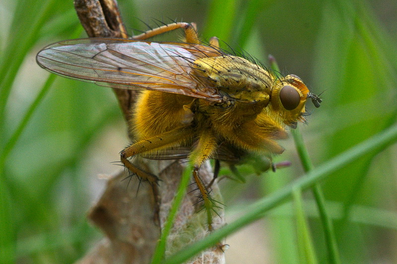 Scathophaga stercoraria