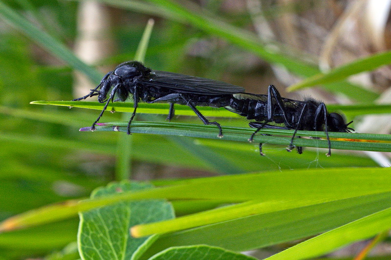 Ditteri?  S, Bibio sp. (Bibionidae)