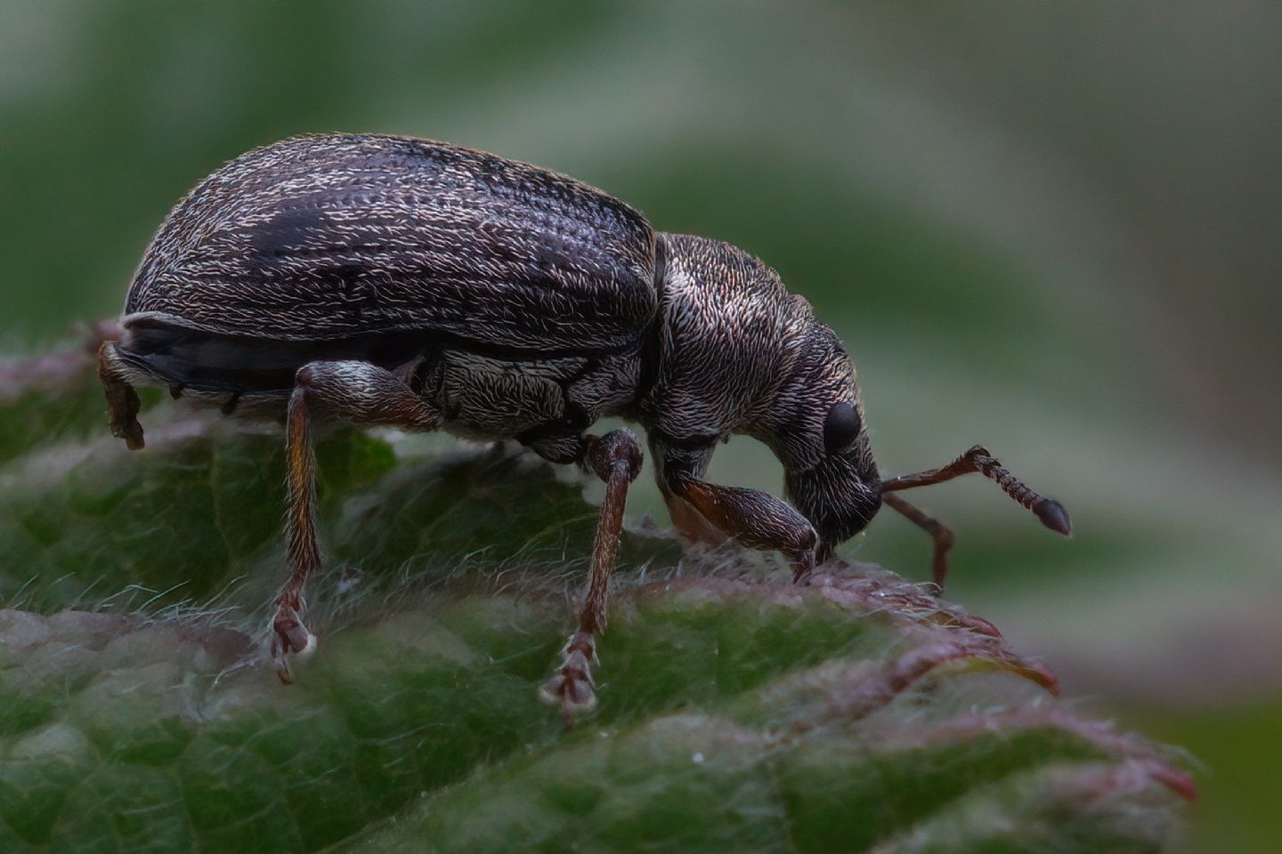 Curculionidae: Phyllobius pyri