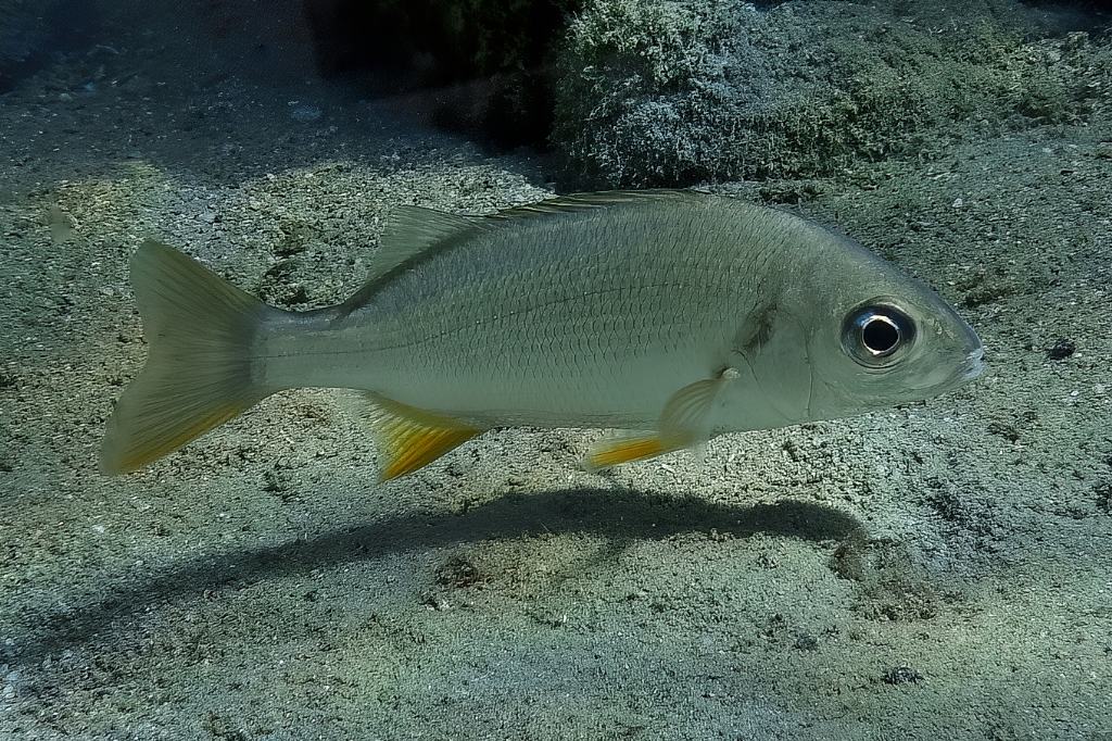 Giovane sparide o Pomadasys incisus?