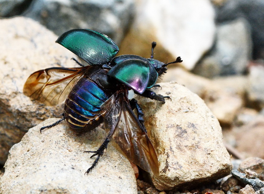 Scarabeide da id - Trypocopris pyrenaeus splendens (cfr.)