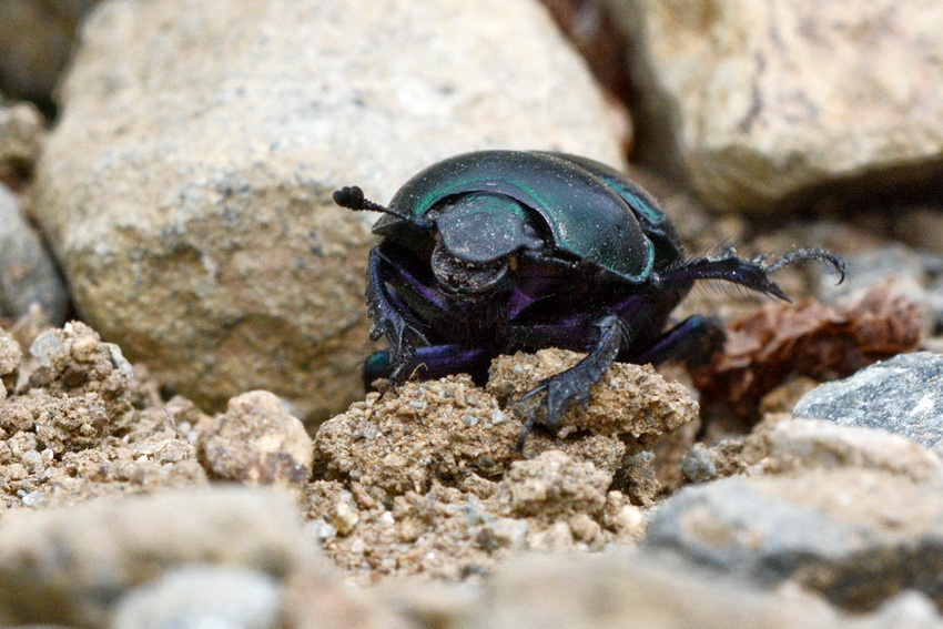 Scarabeide da id - Trypocopris pyrenaeus splendens (cfr.)