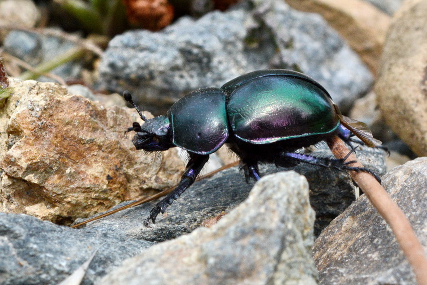 Scarabeide da id - Trypocopris pyrenaeus splendens (cfr.)