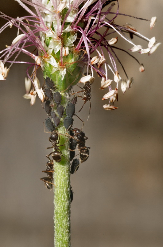 Lasius sp. con afidi