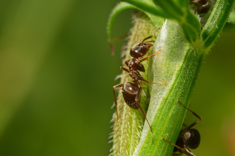 Lasius sp. con afidi