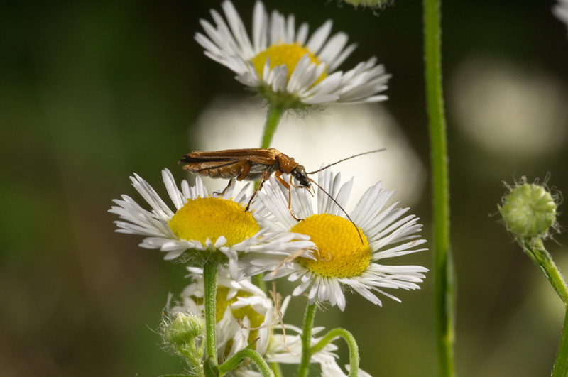 da identificare: Oedemera podagrariae