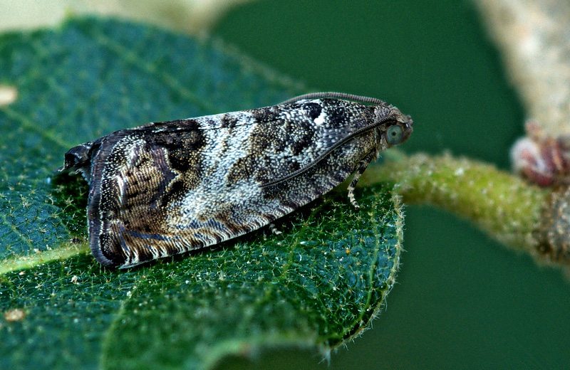 farfallina da id