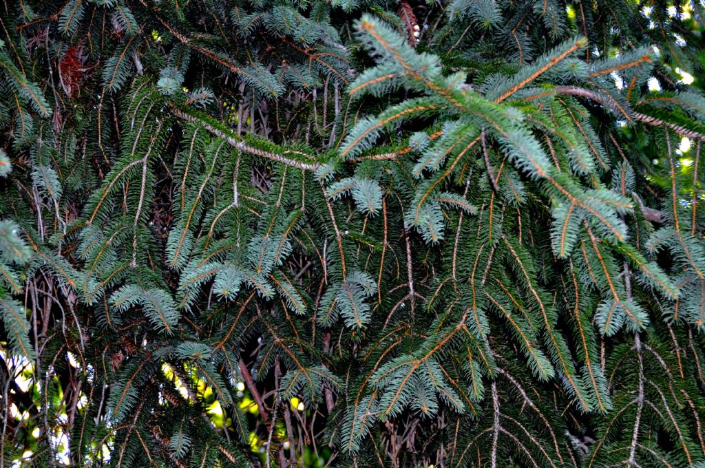 per ultimo, un albero di Natale